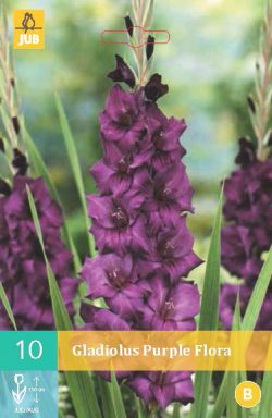 Gladiool Purple Flora 10st.