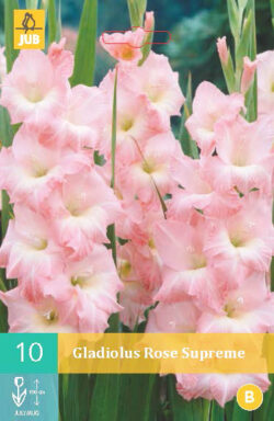 Gladiool Rose Supreme 10st.