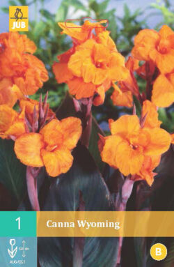 Canna Wyoming 1st.