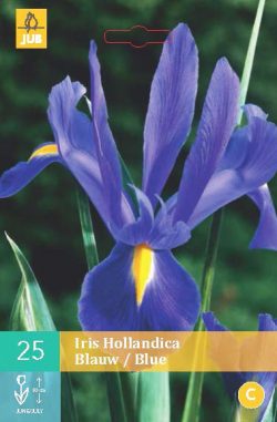 Iris Hollandica Blauw 25st.