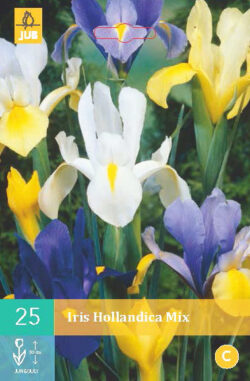 Iris Hollandica Mix 25st.