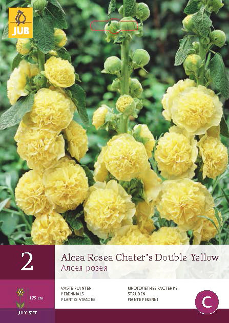 Alcea Rosea Chater's Double Yellow 2st.