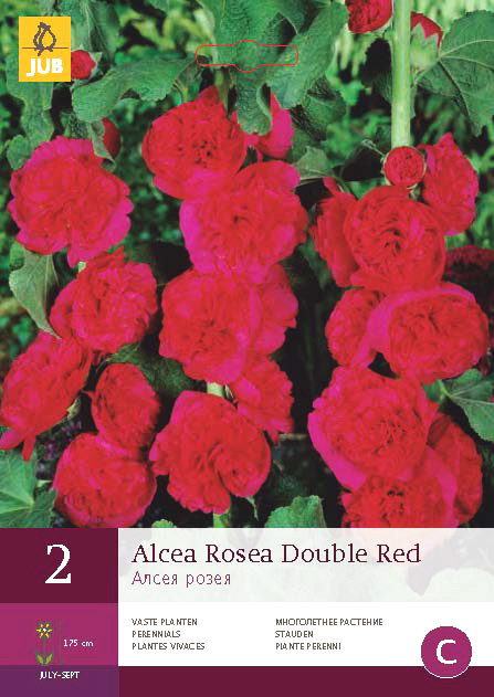 Alcea Rosea Double Red 2st.