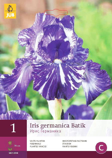 Iris Germanica Batik 1st.