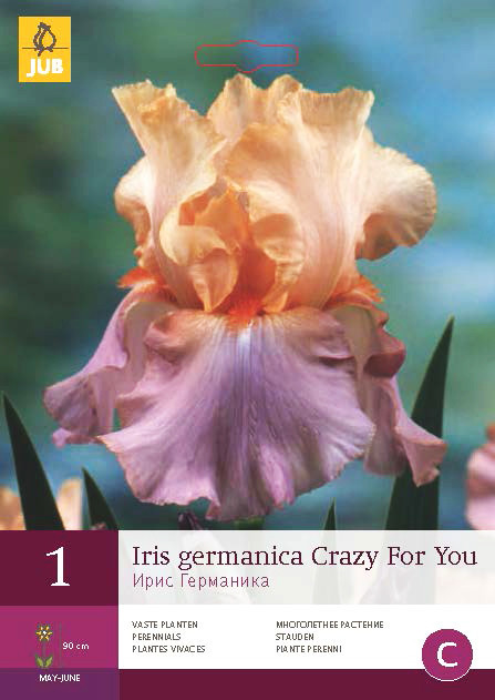 Iris Germanica Crazy For You 1st.