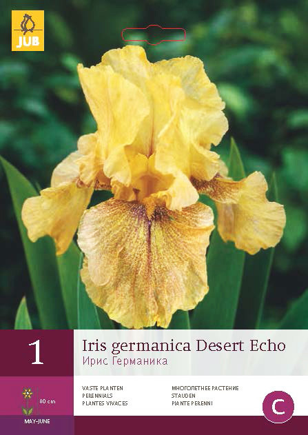 Iris Germanica Desert Echo 1st.