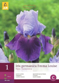 Iris Germanica Emma Louise 1st.