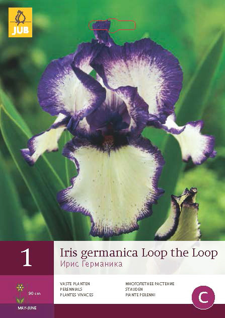 Iris Germanica Loop The Loop 1st.