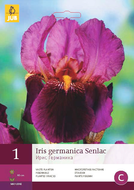 Iris Germanica Senlac 1st.