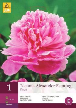 Pioenroos Alexander Fleming 1st.