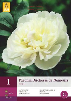 Pioenroos Duchesse De Nemours 1st.