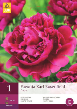 Pioenroos Karl Rosenfield 1st.