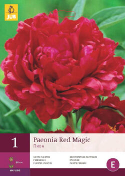 Pioenroos Red Magic 1st.