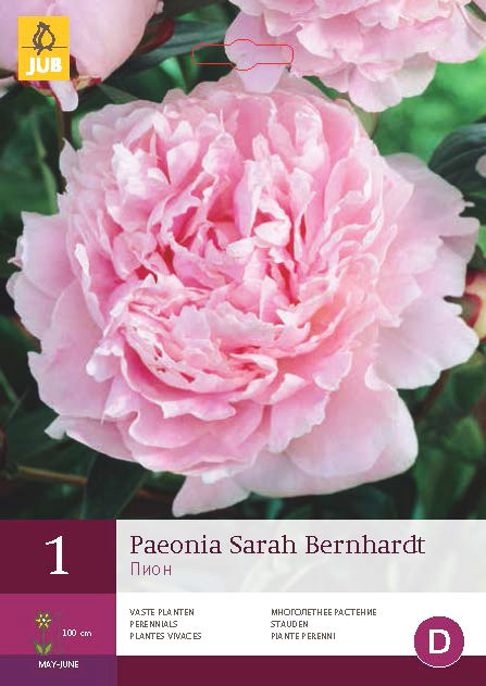 Pioenroos Sarah Bernhardt 1st.