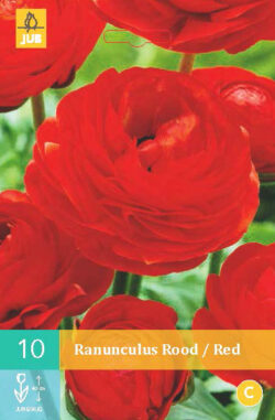 Ranonkel Rood 10st.