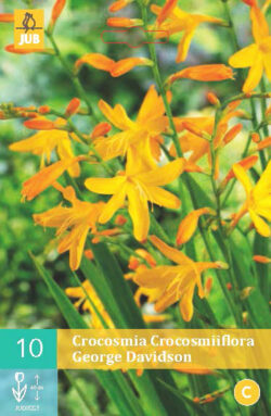 Crocosmia George Davidson 10st.