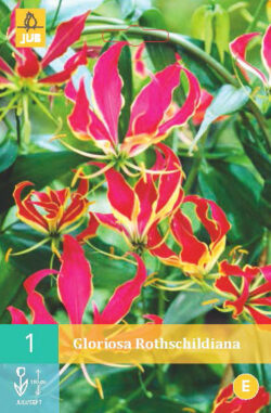 Gloriosa Rothschildiana 1st.