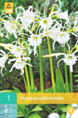 Hymenocallis Festalis