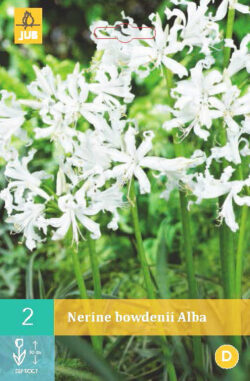Nerine Bowdenii Alba 2st.