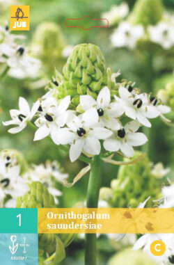 Ornithogalum Saundersiae 1st.