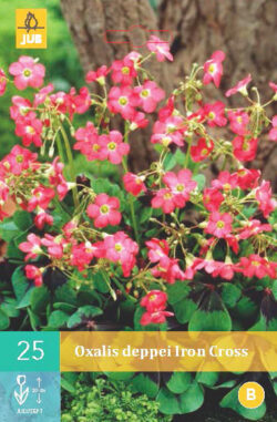 Oxalis Deppei Iron Cross 25st.