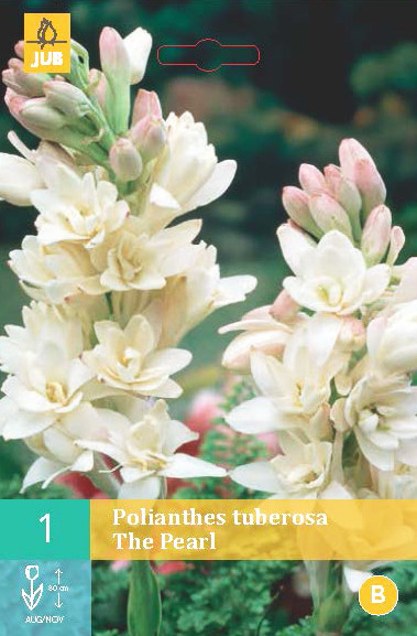 Polianthes Tuberosa The Pearl 1st.