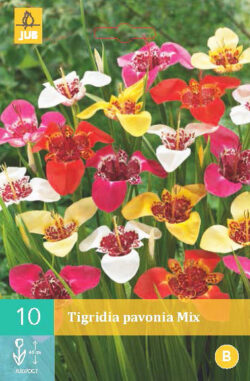 Tigridia Pavonia Mix 10st.