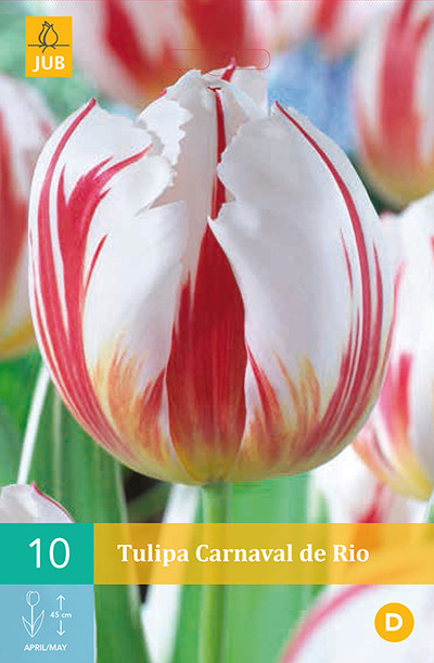 Tulpen Carnaval De Rio 10st.