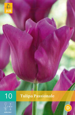 Tulpen Passionale 10st.