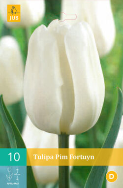 Tulpen Pim Fortuyn 10st.