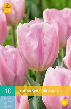 Tulpen Synaeda Amor 10st.