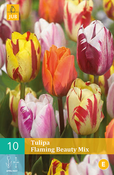Tulpen Flaming Beauty Mix 10st.