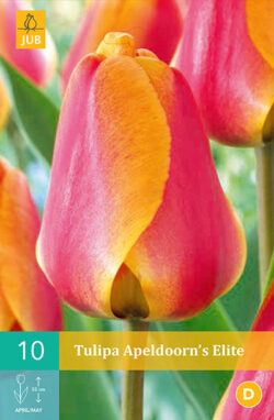Tulpen Apeldoorn's Elite 10st.