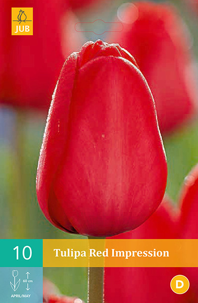 Tulpen Red Impression 10st.