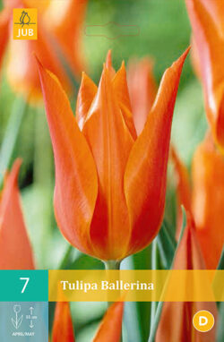 Tulpen Ballerina 7st.