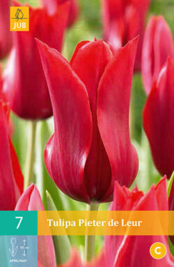 Tulpen Pieter De Leur 7st.