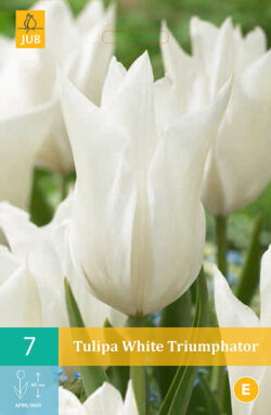 Tulpen White Triumphator 7st.