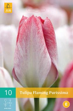 Tulpen Flaming Purissima 10st.