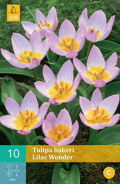 Tulpen Bakeri Lilac Wonder 10st.