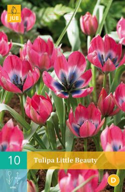 Tulpen Little Beauty 10st.