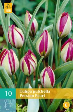 Tulpen Pulchella Persian Pearl 10st.