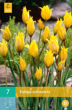 Tulpen Sylvestris 7st.