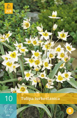 Tulpen Turkestanica 10st.