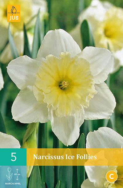Narcissus Ice Follies 5st.