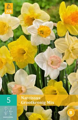 Narcissus Grootkronig 5st.