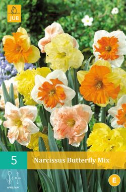 Narcissus Butterfly Mix 5st.