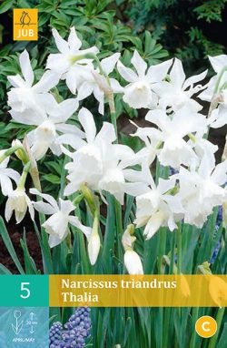 Narcissus Triandrus Thalia 5st.