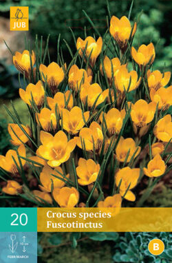 Krokus Fuscotinctus 20st.