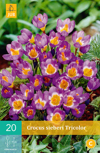 Krokus Sieberi Tricolor 20st.