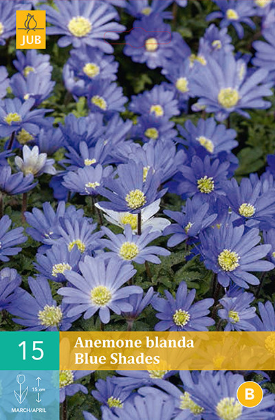 Anemoon Blanda Blue Shades 15st.